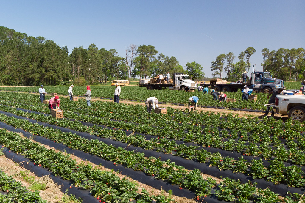 Farmworkers picking strawberries in rows at a Georgia farm