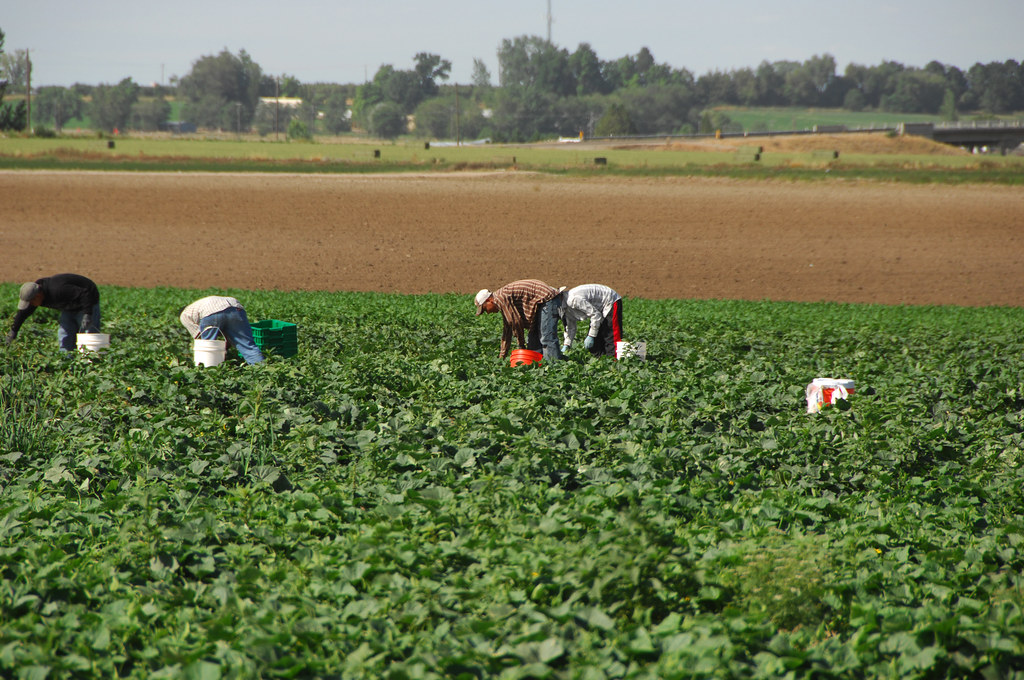 Agricultural workers harvesting ripe produce by hand in an Idaho field